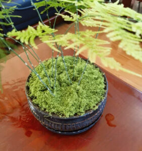 Artificial Plant Simulated Moss Bonsai Micro Floral Decor photo review